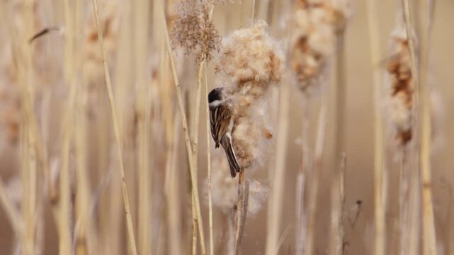 Male reed bunting plucks fluffy cattail nest building material from reedbed