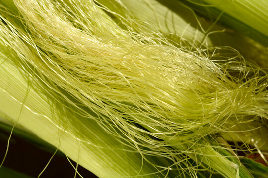 Close up detail of corn silk and husks