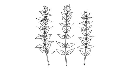 Botanical branch set with thin line leaf drawings, three sprigs arranged for decorative, minimal nature and sketch design © Bundle Master