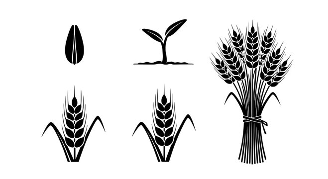 Wheat sprout icon set with hand-drawn black grain stalks and bow bundle illustration for vintage agriculture branding