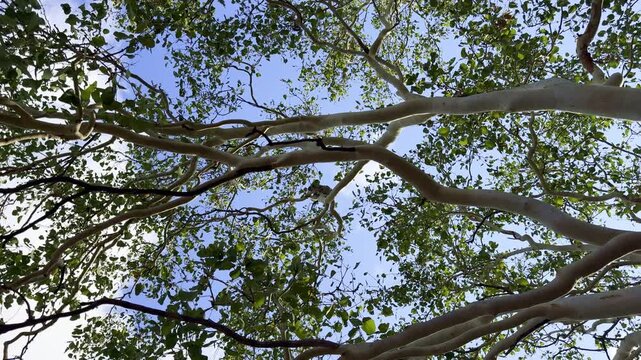 Koala sitting high in a eucalyptus tree above a parked 4WD on Magnetic Island, Queensland, Australia. Sunny wildlife scene combining nature, travel and adventure.