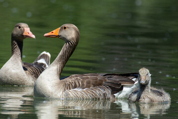 greylag goose aquatic bird European lakes and ponds migratory bird © francescodemarco