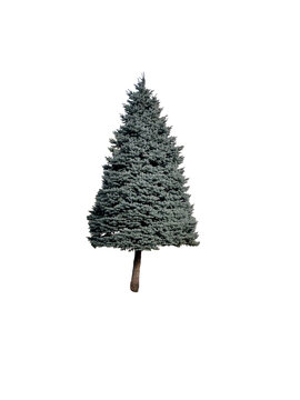 Blue spruce tree isolated white background