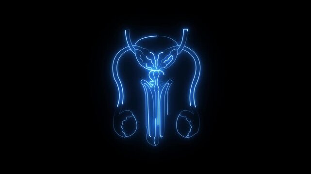 glowing neon Male reproductive organs icon animation on black background. Healthcare body part icon. Male reproductive system icon symbol. The testes are the primary male reproductive organ.4kvido