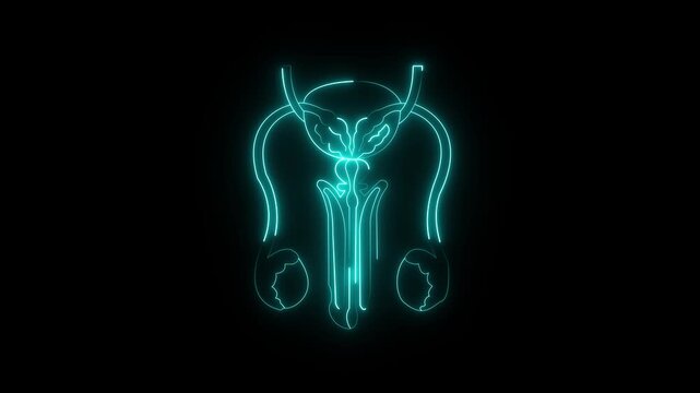 glowing neon Male reproductive organs icon animation on black background. Healthcare body part icon. Male reproductive system icon symbol. The testes are the primary male reproductive organ.4kvido