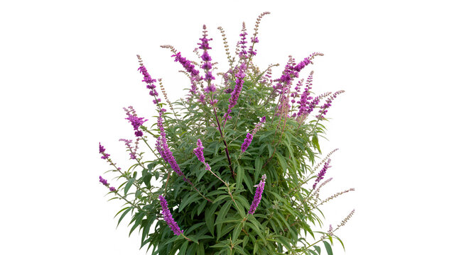 Mexican bush sage salvia leucantha showing its purple flowers isolated on transparent background