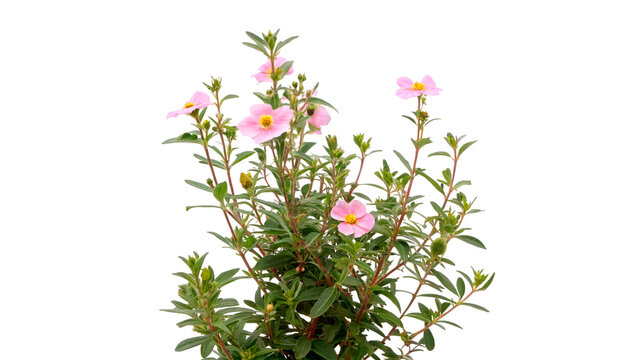  cistus incanus isolated on transparent background
