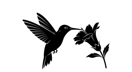 Fototapeta premium Black silhouette hummingbird feeding flower.