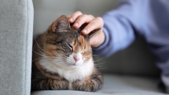 Close-up of calico cat sitting in loaf position on soft sofa while hand gently strokes head and ears. Relaxed fluffy kitty rest on couch near owner petting adorable pet for purring. Domestic pet life.