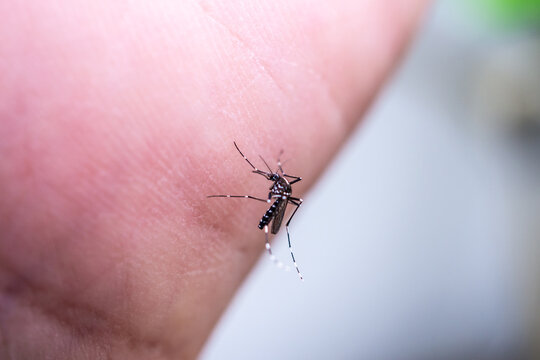 Aedes aegypti mosquitoes on human hand