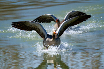 greylag goose aquatic bird European lakes and ponds migratory bird © francescodemarco