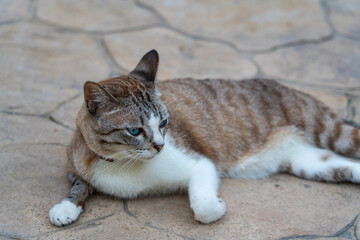 Portrait of a beautiful tabby cat with bright blue eyes lying on a stone floor. © Tossatis