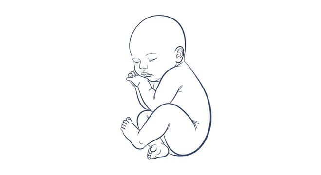 A serene line drawing of a fetus curled up in a womb-like position.