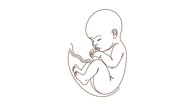 A fetus curled up in a womb with hands near face in profile