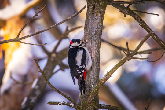 a large spotted woodpecker on a dry tree
