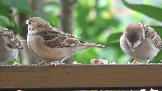 庭の餌台に集まってパンを食べるスズメの若鳥たち 4K