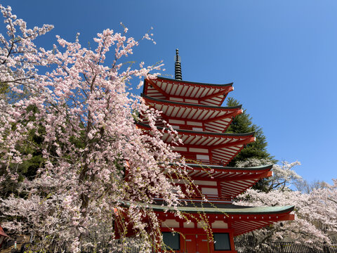 Cherry blossoms in full bloom surrounding the five‑story pagoda at Arakurayama Sengen Park
