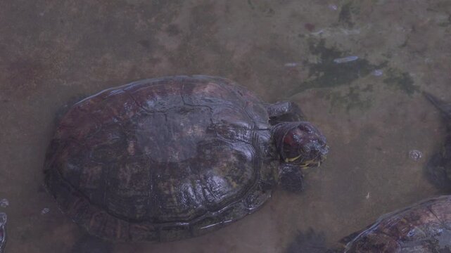 Top view of red-eared slider turtles walking and moving on the bottom of a shallow pond.

