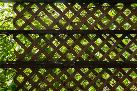 View of wooden trellis with green leaves