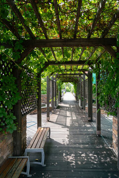 Walking path under wooden pergola with green plants