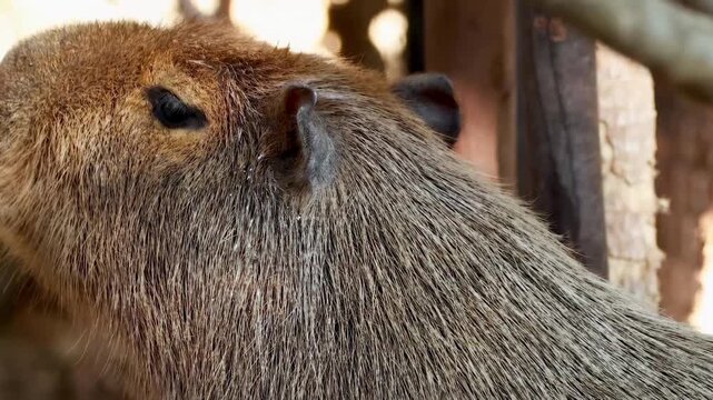 Extreme close up of capybara face looking around in natural sunlight with detailed brown fur and dark eye.