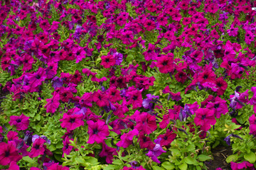 Fototapeta premium Whole lot of magenta colored flowers of petunias in mid July