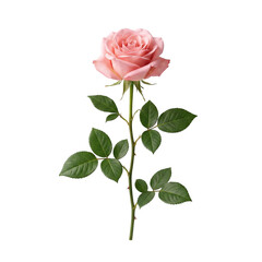 Obraz premium Single blooming pink rose with green leaves isolated on transparent background
