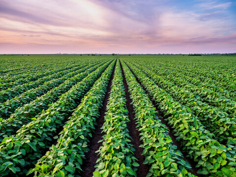 Soybean field with green crops growing in rows at sunrise