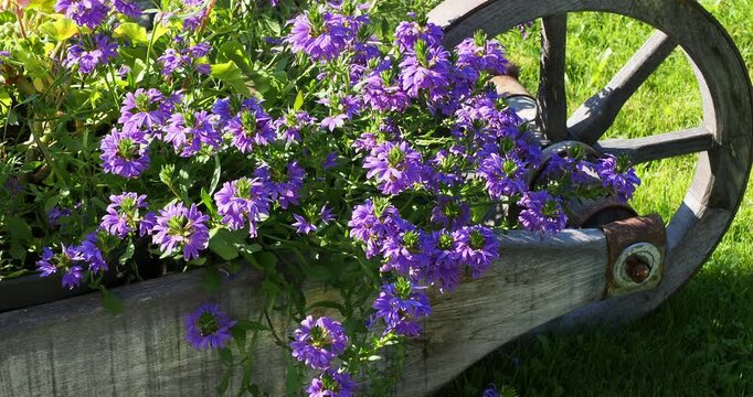 (Scaevola aemula) Cascades of blue-purple fan flowers hanging on stems covered with bushy, dark green, spatulate foliage, decorating an old garden wheelbarrow
