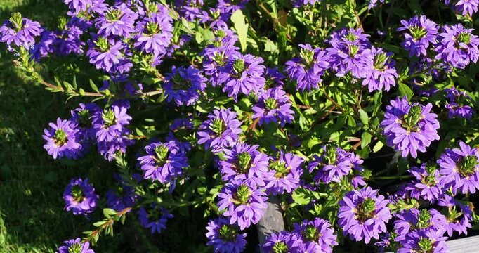 Scaevola aemula | Fan-flower - Fairy fan-flower - Common fan-flower - Ground cover with purplish-blue flowers and yellow centers, fan-shaped petals, for summer flowerbeds