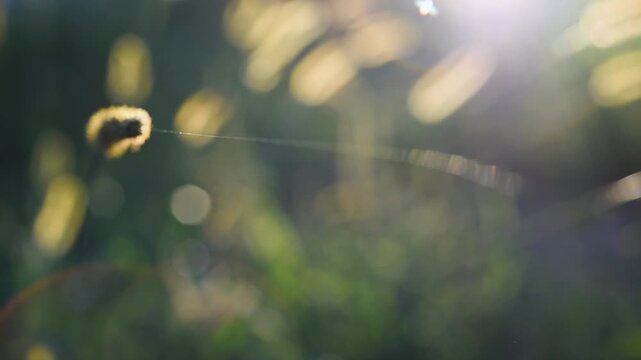 Single thread of spider web flutters in breeze close up, hang from setaria plant head