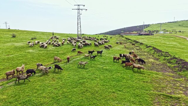 A large group of sheep and goats are eating grass on a hillside. Power lines stretch across the landscape. The scene shows open green land under a clear sky.