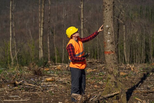 Forestry worker inspecting marked tree in deforested forest area