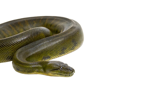 Green python rests on a flat surface in a well-lit environment, showcasing its long body and distinct scales