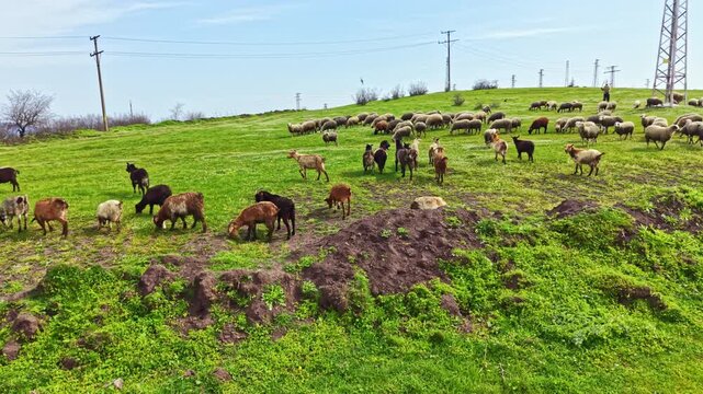 A flock of sheep grazes in a green field on a farm. The area has dirt patches and power lines. Some sheep are grazing while others roam. The sun is shining on the scene.