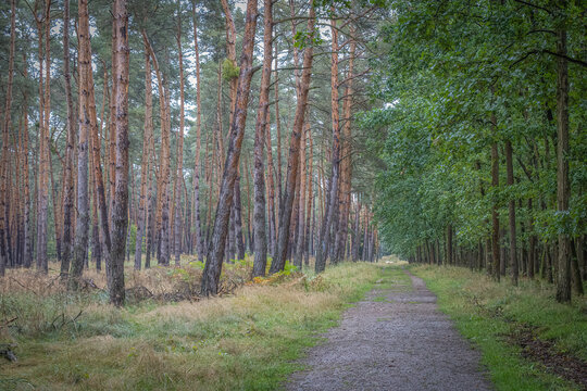 Forest Path Through Pine Trees with Copy Space