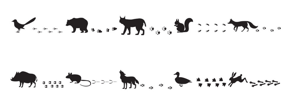 Forest Animal Silhouettes and Track Footprints Vector Illustration Set