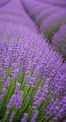 Naklejka premium Vast rows of vibrant purple lavender flowers in bloom creating a beautiful natural landscape under soft natural light