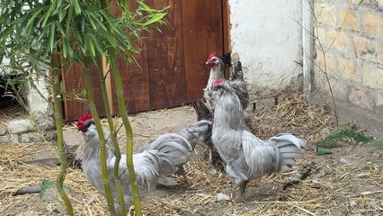 Two silver roosters stand in a rustic farmyard near a wooden door and stone wall, straw and dirt underfoot, the scene feels calm and rural © fotoworld
