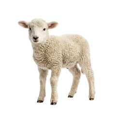 Fototapeta premium Young lamb isolated against transparent background livestock animal concept
