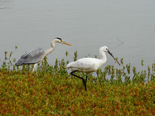Fototapeta premium Grey heron (Ardea cinerea) and Eurasian spoonbill (Platalea leucorodia) feeding in wetland