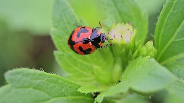 Ladybug Feeding on Flower Bud Macro