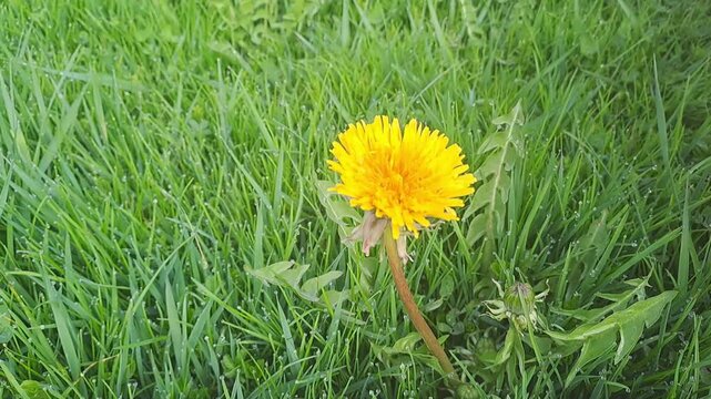 Opening Dandelion Flower in Green Grass, Spring Nature Time Lapse, 4K
