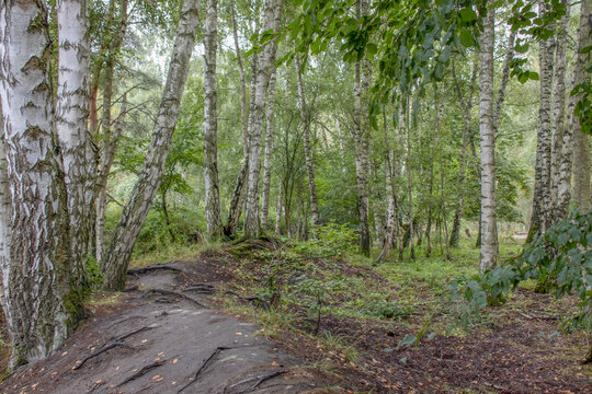 Birch Forest Path Overcast Moody Woodland Scene