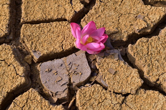 A pink lotus flower grows in dry cracked earth on international day of zero tolerance for female genital mutilation