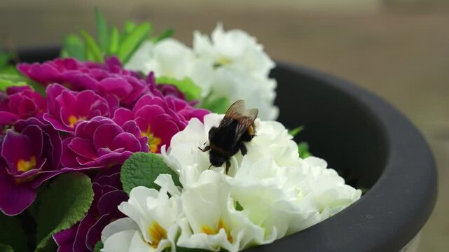 Close up of buff tailed bumblebee walking over white and pink primroses in slow motion
