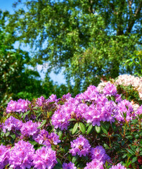Fototapeta premium Spring, biodiversity and flowers in nature with leaves, growth and ecology for eco friendly environment. Sustainable, floral and purple rhododendron plant outdoor with green foliage, botany or space.