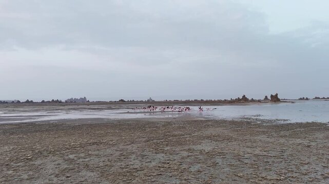 Cinematic drone shot following birds taking flight the Red Sea coastline, tracking aerial footage.