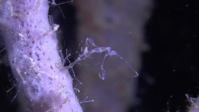 Skeleton shrimps filmed close up at night