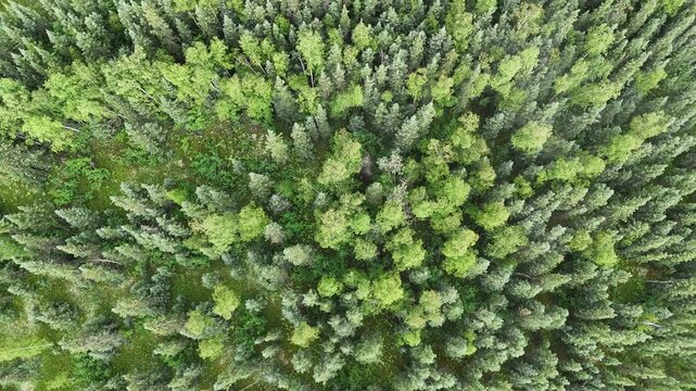 Aerial top down view of a lush green pine forest, with the camera slowly moving over the treetops, revealing the dense and beautiful canopy of the vast woodland and its natural texture